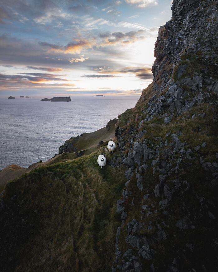 This Photographer Captures Iceland’s Domestic And Wild Animals In Their Natural Beauty (41 Pics) This Photographer Captures Iceland’s Domestic And Wild Animals In Their Natural Beauty (41 Pics)