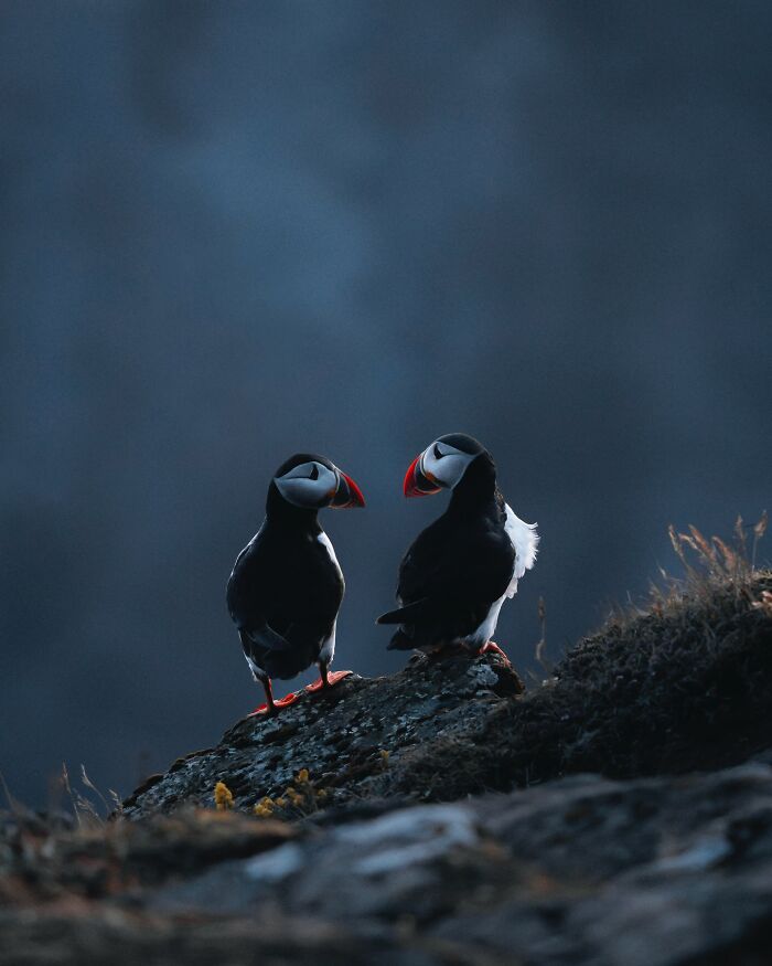 This Photographer Captures Iceland’s Domestic And Wild Animals In Their Natural Beauty (41 Pics) This Photographer Captures Iceland’s Domestic And Wild Animals In Their Natural Beauty (41 Pics)