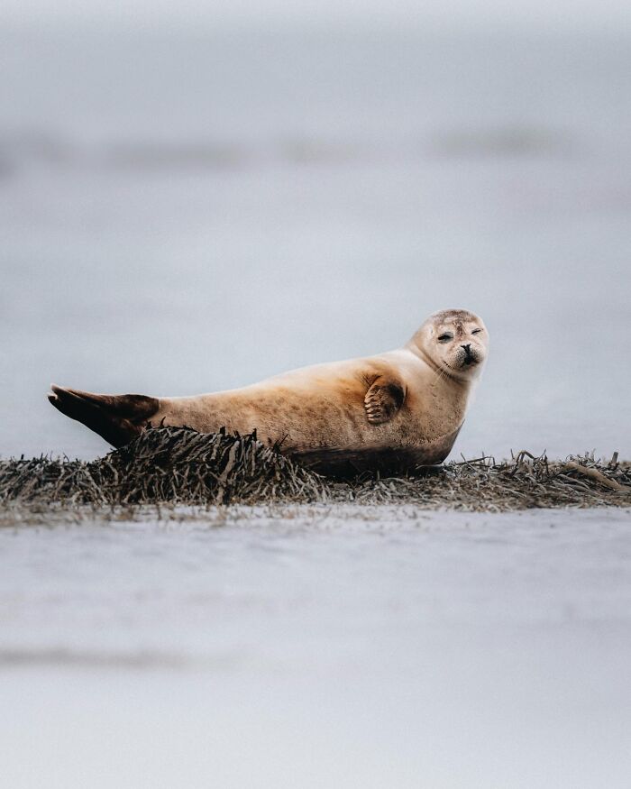 This Photographer Captures Iceland’s Domestic And Wild Animals In Their Natural Beauty (41 Pics) This Photographer Captures Iceland’s Domestic And Wild Animals In Their Natural Beauty (41 Pics)