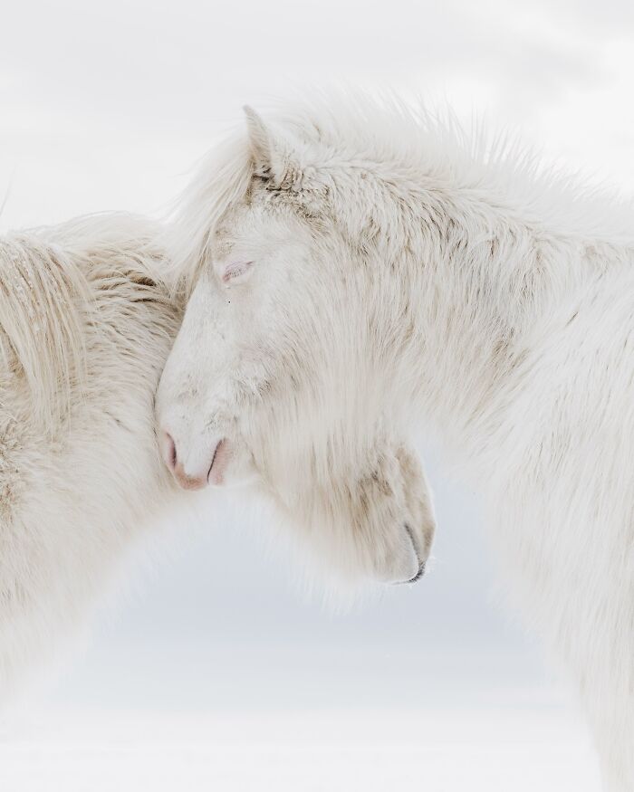 This Photographer Captures Iceland’s Domestic And Wild Animals In Their Natural Beauty (41 Pics) This Photographer Captures Iceland’s Domestic And Wild Animals In Their Natural Beauty (41 Pics)