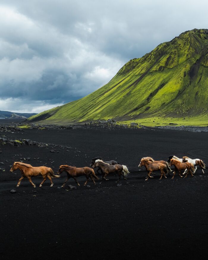 This Photographer Captures Iceland’s Domestic And Wild Animals In Their Natural Beauty (41 Pics) This Photographer Captures Iceland’s Domestic And Wild Animals In Their Natural Beauty (41 Pics)