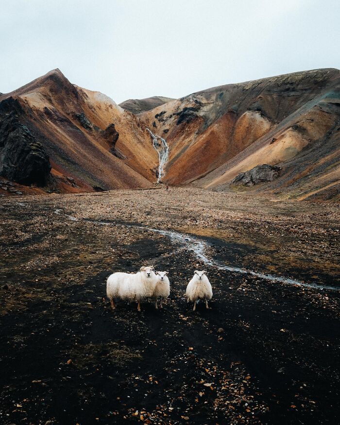 This Photographer Captures Iceland’s Domestic And Wild Animals In Their Natural Beauty (41 Pics) This Photographer Captures Iceland’s Domestic And Wild Animals In Their Natural Beauty (41 Pics)