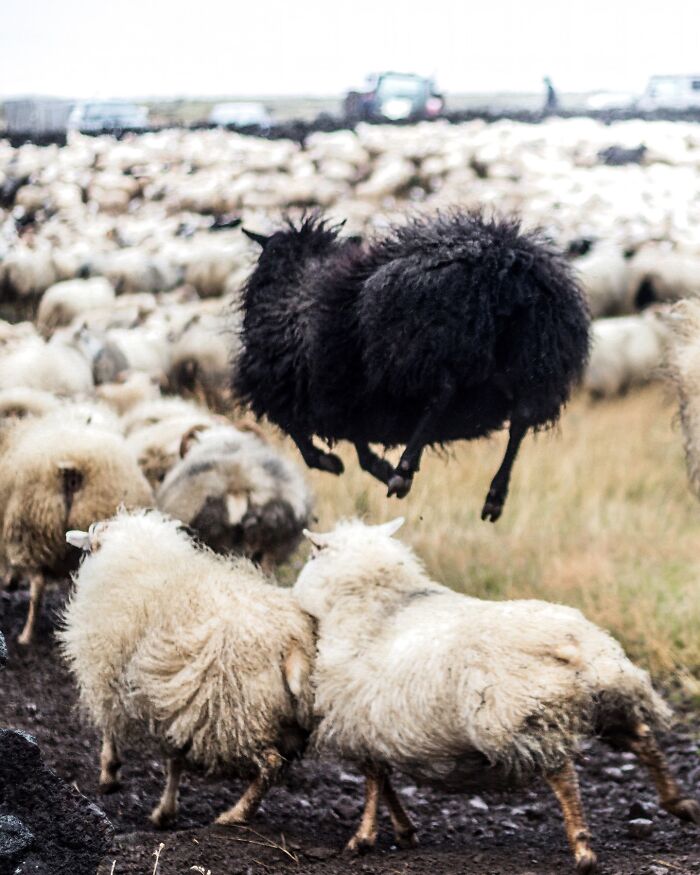 This Photographer Captures Iceland’s Domestic And Wild Animals In Their Natural Beauty (41 Pics) This Photographer Captures Iceland’s Domestic And Wild Animals In Their Natural Beauty (41 Pics)