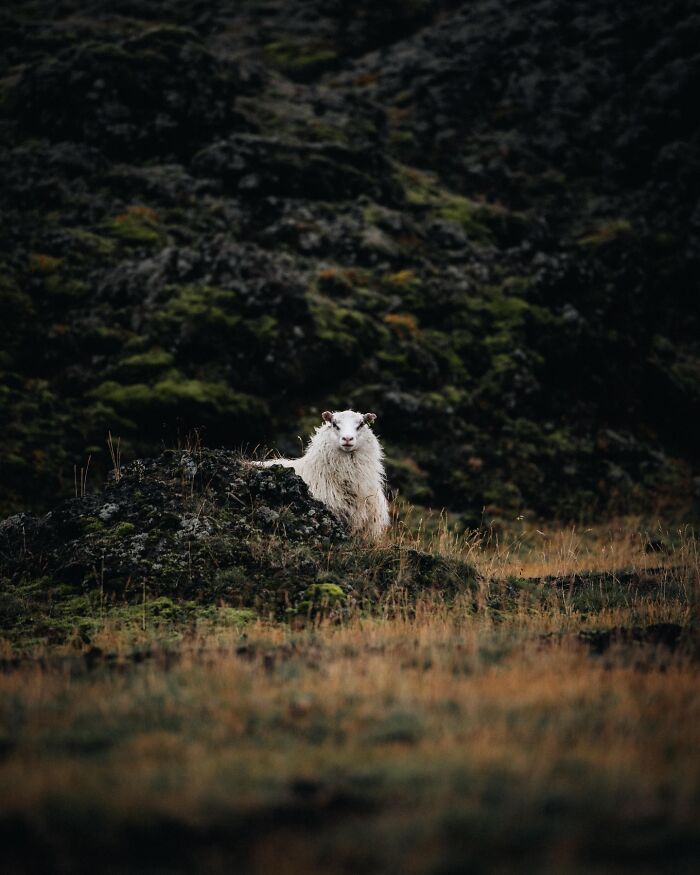 This Photographer Captures Iceland’s Domestic And Wild Animals In Their Natural Beauty (41 Pics) This Photographer Captures Iceland’s Domestic And Wild Animals In Their Natural Beauty (41 Pics)