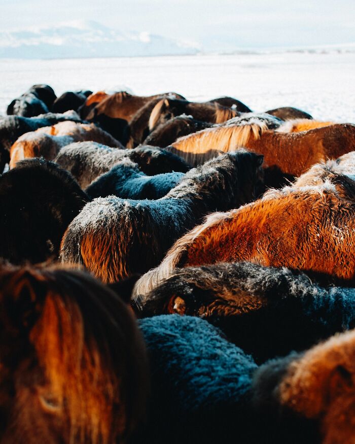 This Photographer Captures Iceland’s Domestic And Wild Animals In Their Natural Beauty (41 Pics) This Photographer Captures Iceland’s Domestic And Wild Animals In Their Natural Beauty (41 Pics)