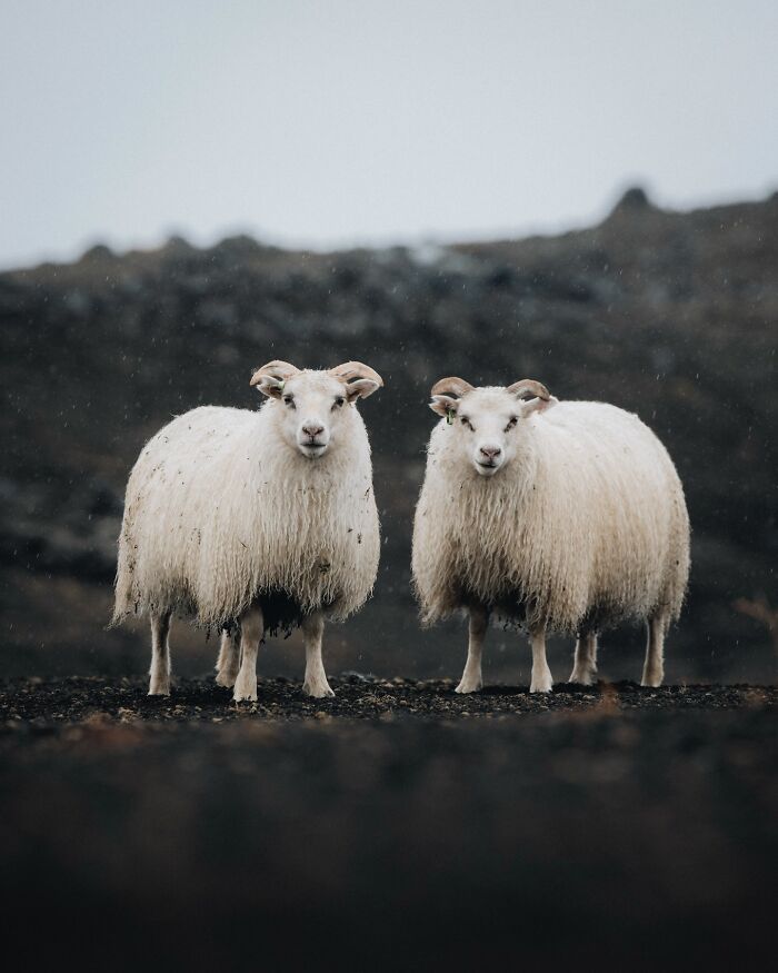 This Photographer Captures Iceland’s Domestic And Wild Animals In Their Natural Beauty (41 Pics) This Photographer Captures Iceland’s Domestic And Wild Animals In Their Natural Beauty (41 Pics)