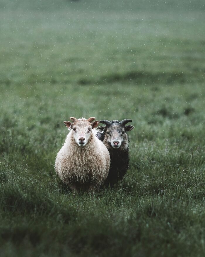 This Photographer Captures Iceland’s Domestic And Wild Animals In Their Natural Beauty (41 Pics) This Photographer Captures Iceland’s Domestic And Wild Animals In Their Natural Beauty (41 Pics)
