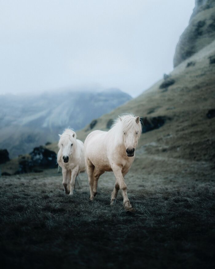 This Photographer Captures Iceland’s Domestic And Wild Animals In Their Natural Beauty (41 Pics) This Photographer Captures Iceland’s Domestic And Wild Animals In Their Natural Beauty (41 Pics)