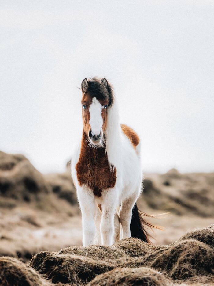 This Photographer Captures Iceland’s Domestic And Wild Animals In Their Natural Beauty (41 Pics) This Photographer Captures Iceland’s Domestic And Wild Animals In Their Natural Beauty (41 Pics)