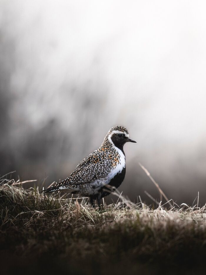 This Photographer Captures Iceland’s Domestic And Wild Animals In Their Natural Beauty (41 Pics) This Photographer Captures Iceland’s Domestic And Wild Animals In Their Natural Beauty (41 Pics)