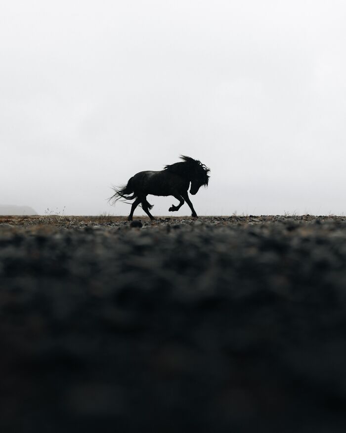 This Photographer Captures Iceland’s Domestic And Wild Animals In Their Natural Beauty (41 Pics) This Photographer Captures Iceland’s Domestic And Wild Animals In Their Natural Beauty (41 Pics)