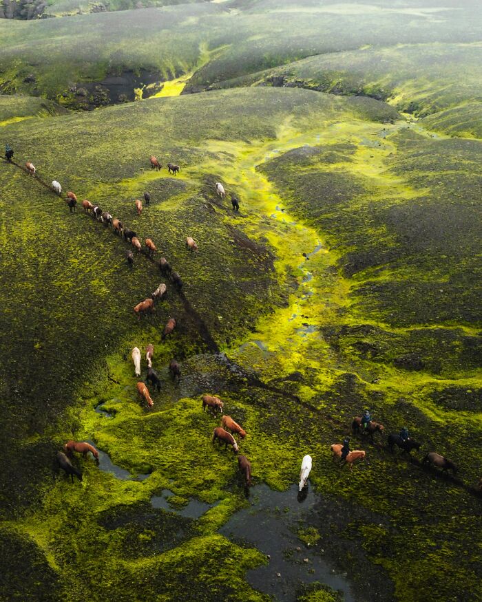 This Photographer Captures Iceland’s Domestic And Wild Animals In Their Natural Beauty (41 Pics) This Photographer Captures Iceland’s Domestic And Wild Animals In Their Natural Beauty (41 Pics)