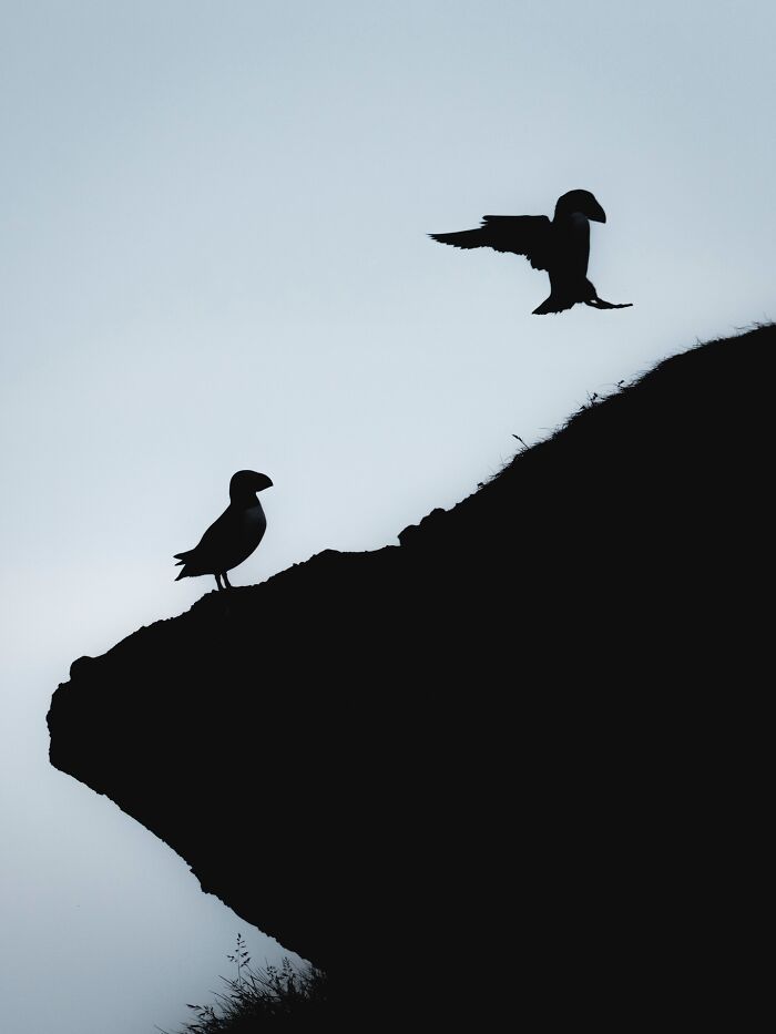 This Photographer Captures Iceland’s Domestic And Wild Animals In Their Natural Beauty (41 Pics) This Photographer Captures Iceland’s Domestic And Wild Animals In Their Natural Beauty (41 Pics)