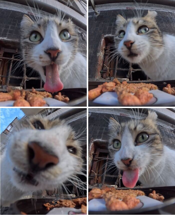 This Account Shares Stray Animals Getting Their Meals Delivered By Remote Control Car And Drone (40 New Pics) This Account Shares Stray Animals Getting Their Meals Delivered By Remote Control Car And Drone (40 New Pics)