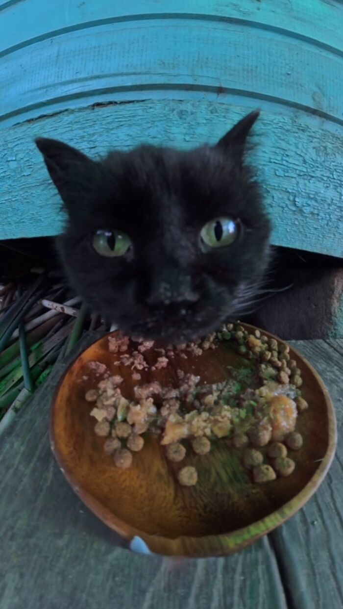 This Account Shares Stray Animals Getting Their Meals Delivered By Remote Control Car And Drone (40 New Pics) This Account Shares Stray Animals Getting Their Meals Delivered By Remote Control Car And Drone (40 New Pics)