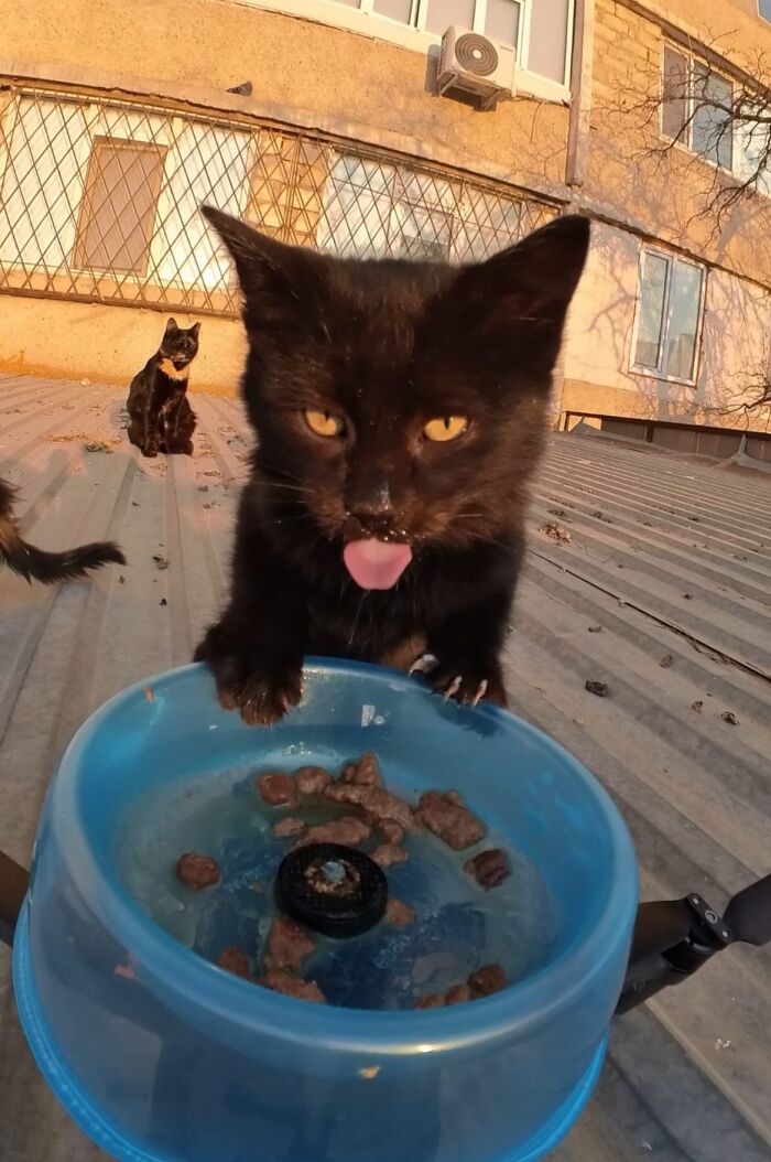 This Account Shares Stray Animals Getting Their Meals Delivered By Remote Control Car And Drone (40 New Pics) This Account Shares Stray Animals Getting Their Meals Delivered By Remote Control Car And Drone (40 New Pics)