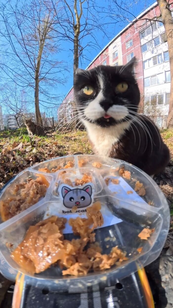 This Account Shares Stray Animals Getting Their Meals Delivered By Remote Control Car And Drone (40 New Pics) This Account Shares Stray Animals Getting Their Meals Delivered By Remote Control Car And Drone (40 New Pics)