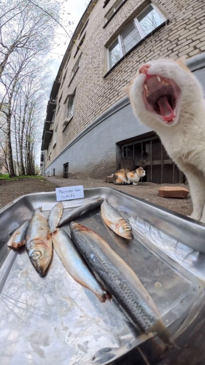 This Account Shares Stray Animals Getting Their Meals Delivered By Remote Control Car And Drone (40 New Pics) This Account Shares Stray Animals Getting Their Meals Delivered By Remote Control Car And Drone (40 New Pics)
