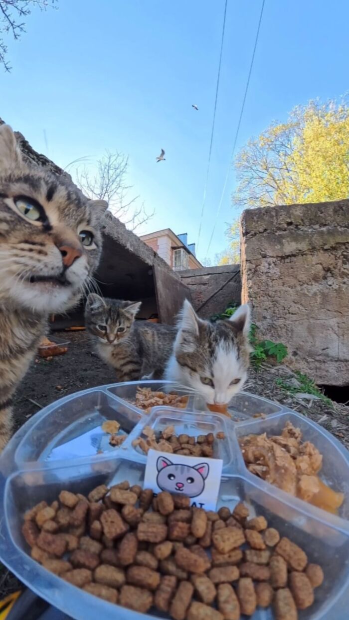 This Account Shares Stray Animals Getting Their Meals Delivered By Remote Control Car And Drone (40 New Pics) This Account Shares Stray Animals Getting Their Meals Delivered By Remote Control Car And Drone (40 New Pics)