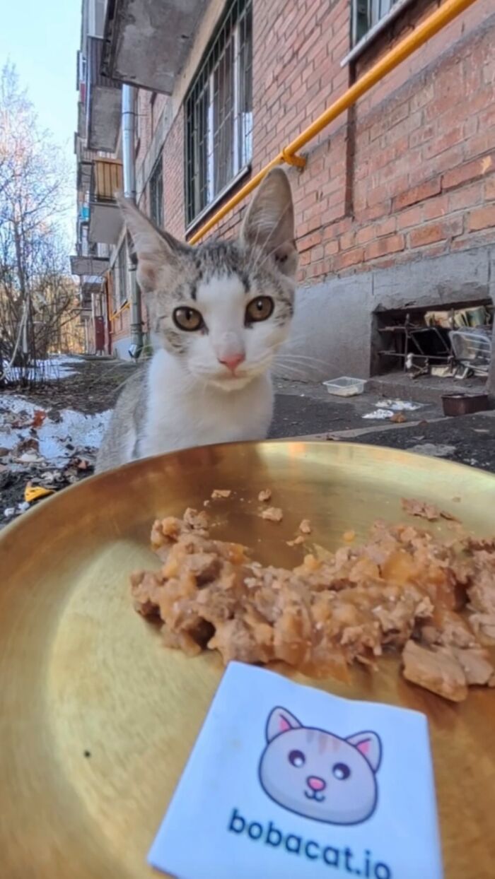 This Account Shares Stray Animals Getting Their Meals Delivered By Remote Control Car And Drone (40 New Pics) This Account Shares Stray Animals Getting Their Meals Delivered By Remote Control Car And Drone (40 New Pics)