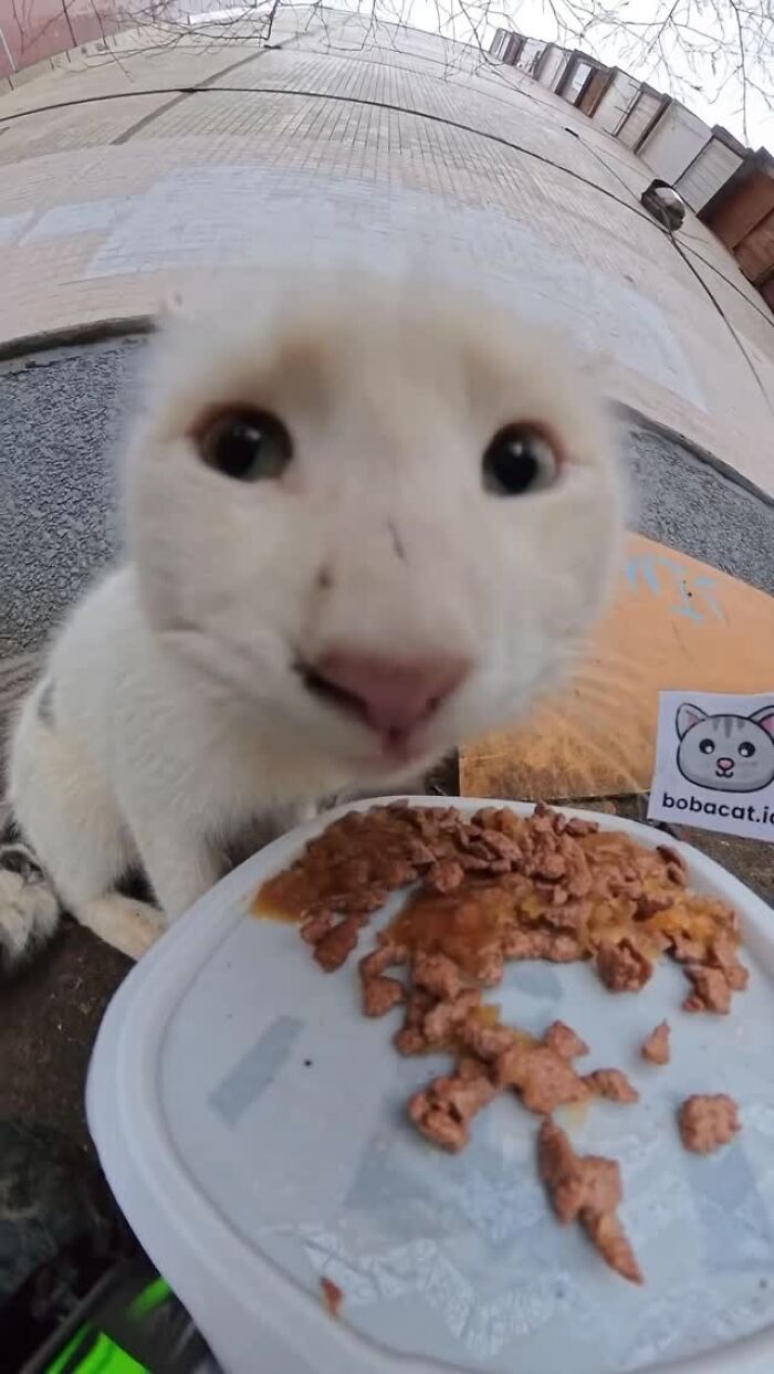 This Account Shares Stray Animals Getting Their Meals Delivered By Remote Control Car And Drone (40 New Pics) This Account Shares Stray Animals Getting Their Meals Delivered By Remote Control Car And Drone (40 New Pics)