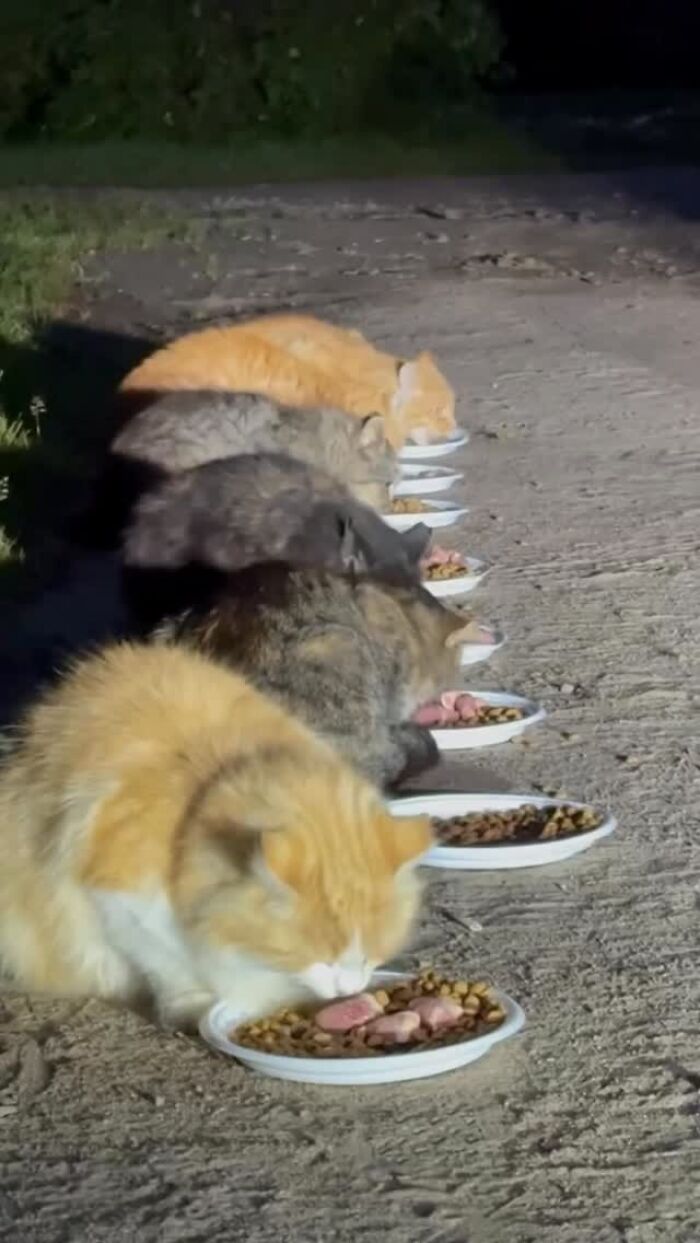 This Account Shares Stray Animals Getting Their Meals Delivered By Remote Control Car And Drone (40 New Pics) This Account Shares Stray Animals Getting Their Meals Delivered By Remote Control Car And Drone (40 New Pics)
