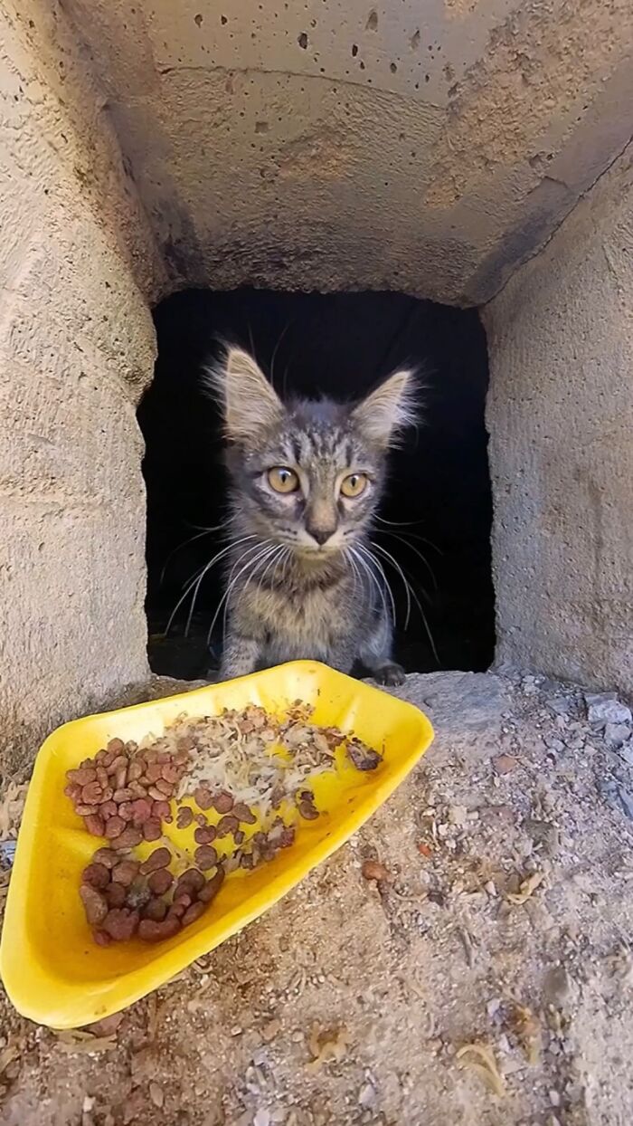 This Account Shares Stray Animals Getting Their Meals Delivered By Remote Control Car And Drone (40 New Pics) This Account Shares Stray Animals Getting Their Meals Delivered By Remote Control Car And Drone (40 New Pics)