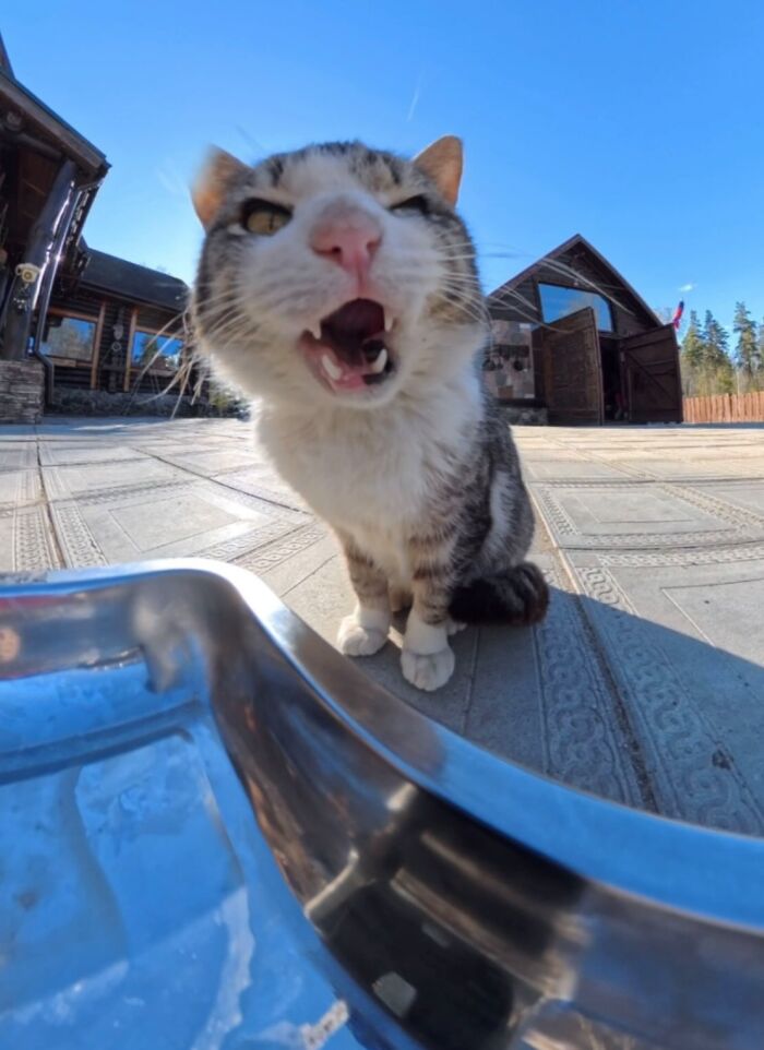 This Account Shares Stray Animals Getting Their Meals Delivered By Remote Control Car And Drone (40 New Pics) This Account Shares Stray Animals Getting Their Meals Delivered By Remote Control Car And Drone (40 New Pics)