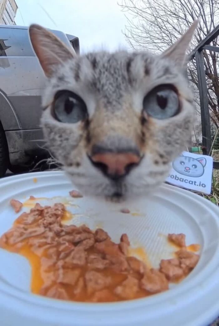 This Account Shares Stray Animals Getting Their Meals Delivered By Remote Control Car And Drone (40 New Pics) This Account Shares Stray Animals Getting Their Meals Delivered By Remote Control Car And Drone (40 New Pics)