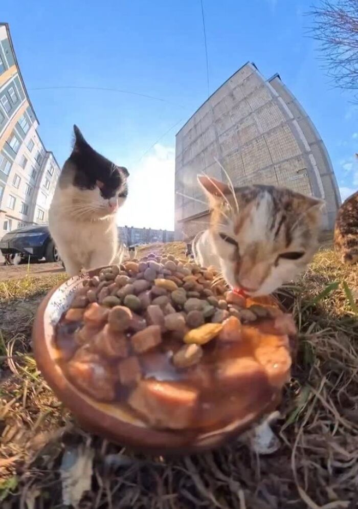 This Account Shares Stray Animals Getting Their Meals Delivered By Remote Control Car And Drone (40 New Pics) This Account Shares Stray Animals Getting Their Meals Delivered By Remote Control Car And Drone (40 New Pics)