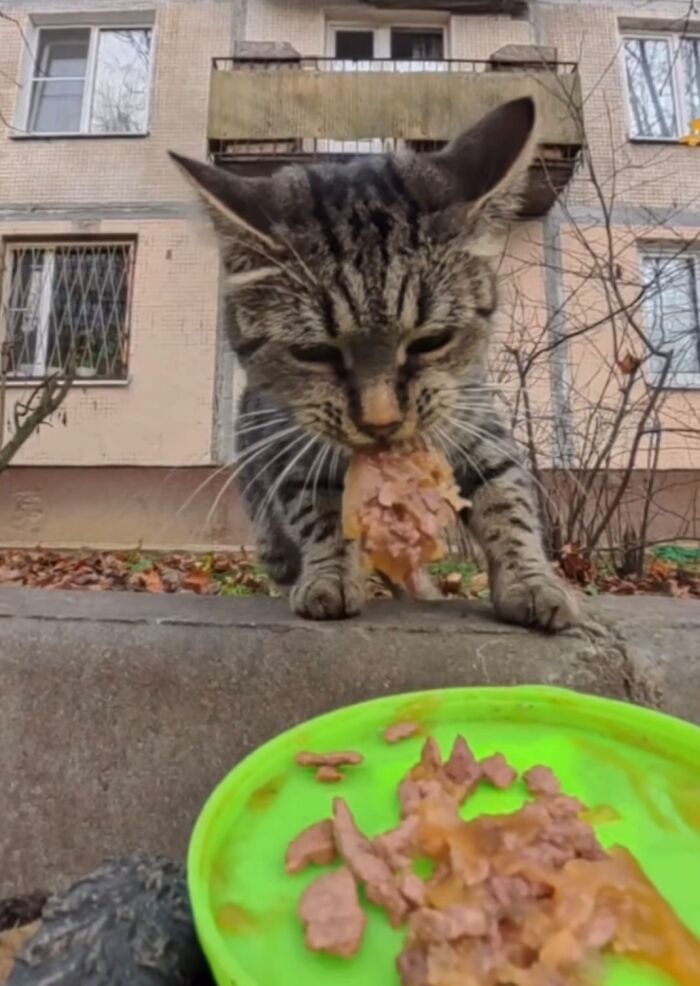 This Account Shares Stray Animals Getting Their Meals Delivered By Remote Control Car And Drone (40 New Pics) This Account Shares Stray Animals Getting Their Meals Delivered By Remote Control Car And Drone (40 New Pics)