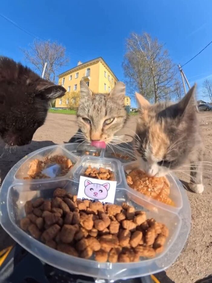 This Account Shares Stray Animals Getting Their Meals Delivered By Remote Control Car And Drone (40 New Pics) This Account Shares Stray Animals Getting Their Meals Delivered By Remote Control Car And Drone (40 New Pics)