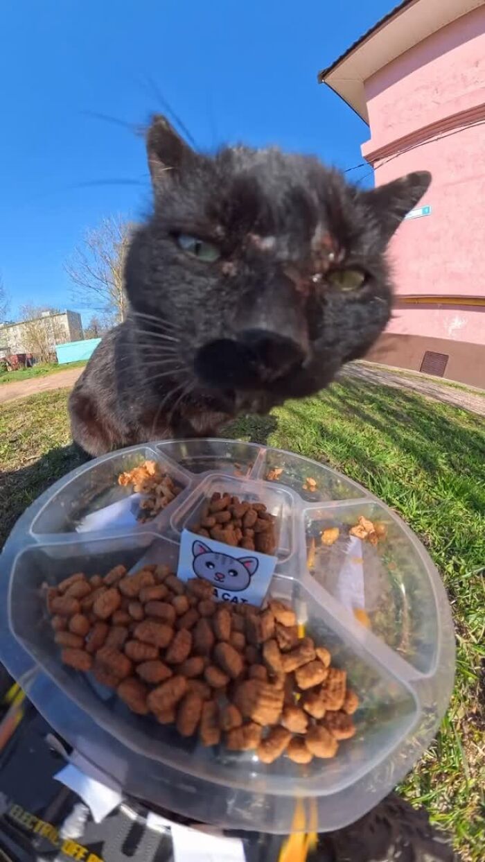 This Account Shares Stray Animals Getting Their Meals Delivered By Remote Control Car And Drone (40 New Pics) This Account Shares Stray Animals Getting Their Meals Delivered By Remote Control Car And Drone (40 New Pics)