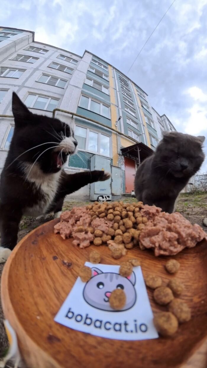 This Account Shares Stray Animals Getting Their Meals Delivered By Remote Control Car And Drone (40 New Pics) This Account Shares Stray Animals Getting Their Meals Delivered By Remote Control Car And Drone (40 New Pics)