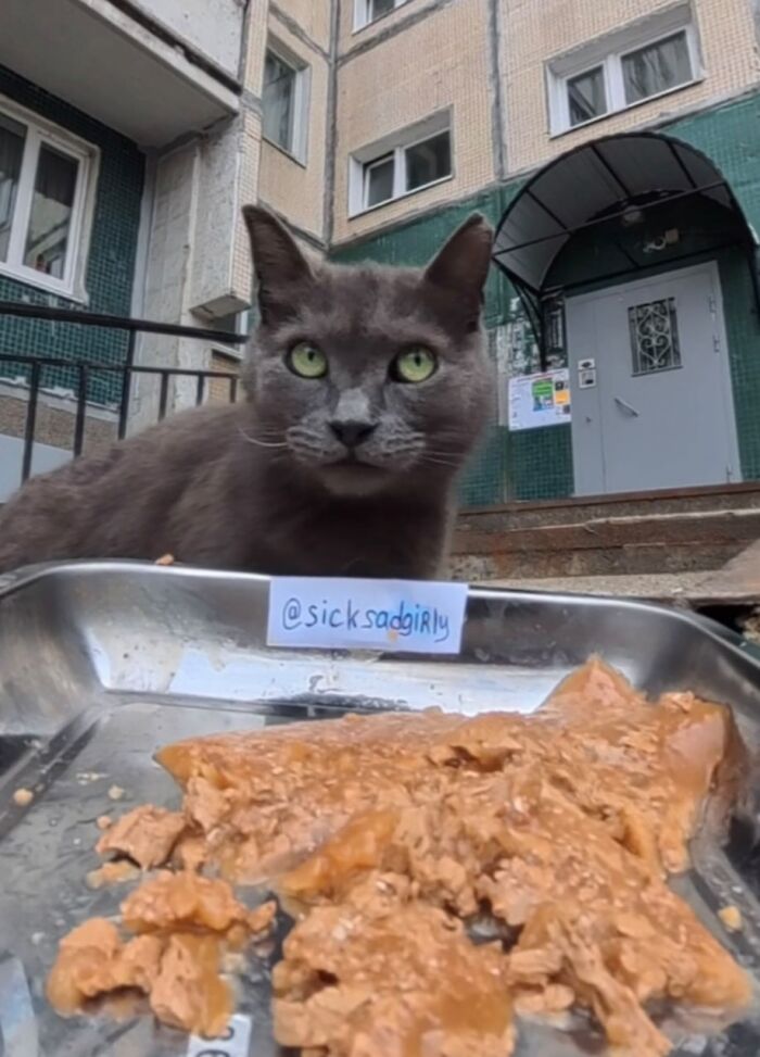 This Account Shares Stray Animals Getting Their Meals Delivered By Remote Control Car And Drone (40 New Pics) This Account Shares Stray Animals Getting Their Meals Delivered By Remote Control Car And Drone (40 New Pics)