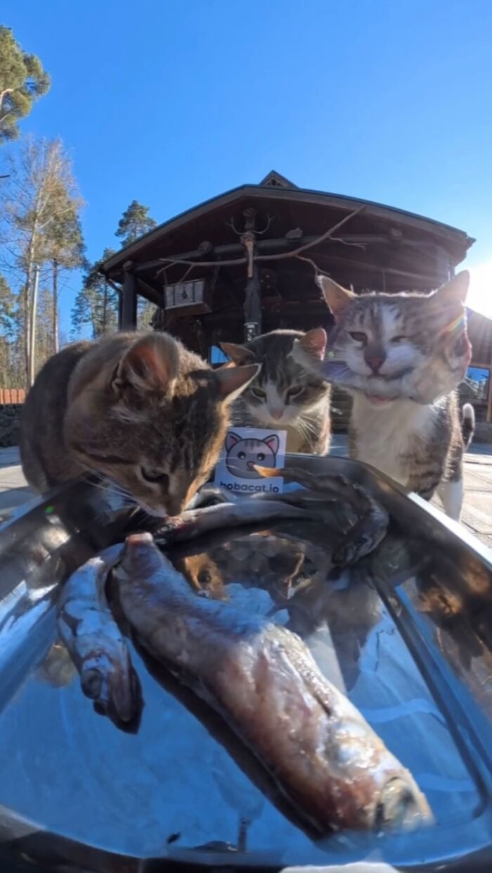 This Account Shares Stray Animals Getting Their Meals Delivered By Remote Control Car And Drone (40 New Pics) This Account Shares Stray Animals Getting Their Meals Delivered By Remote Control Car And Drone (40 New Pics)