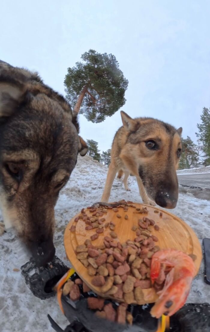 This Account Shares Stray Animals Getting Their Meals Delivered By Remote Control Car And Drone (40 New Pics) This Account Shares Stray Animals Getting Their Meals Delivered By Remote Control Car And Drone (40 New Pics)