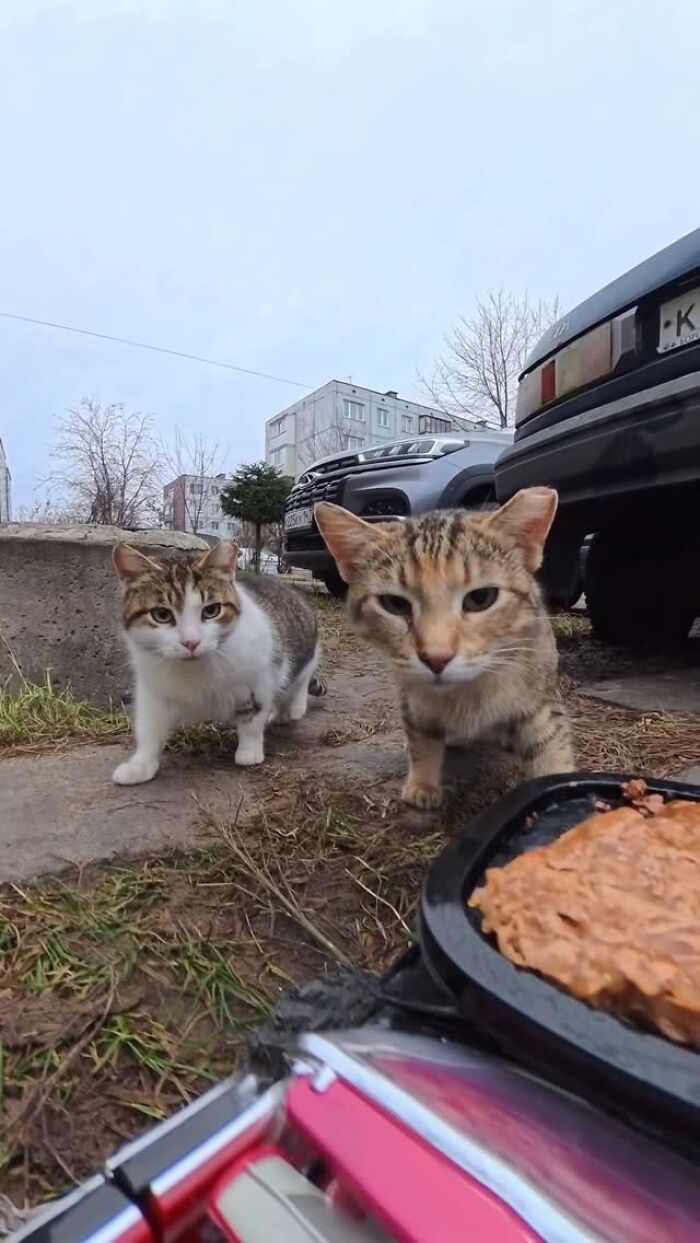 This Account Shares Stray Animals Getting Their Meals Delivered By Remote Control Car And Drone (40 New Pics) This Account Shares Stray Animals Getting Their Meals Delivered By Remote Control Car And Drone (40 New Pics)