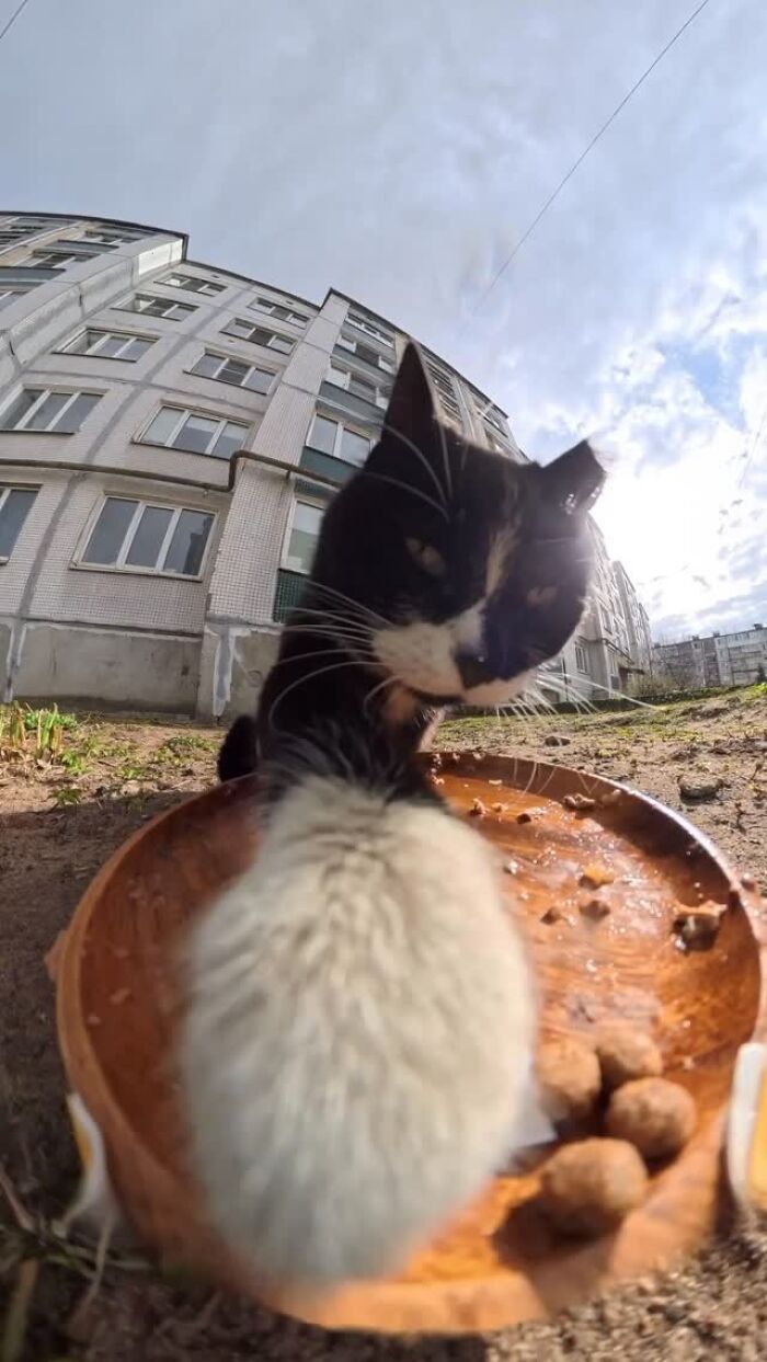 This Account Shares Stray Animals Getting Their Meals Delivered By Remote Control Car And Drone (40 New Pics) This Account Shares Stray Animals Getting Their Meals Delivered By Remote Control Car And Drone (40 New Pics)