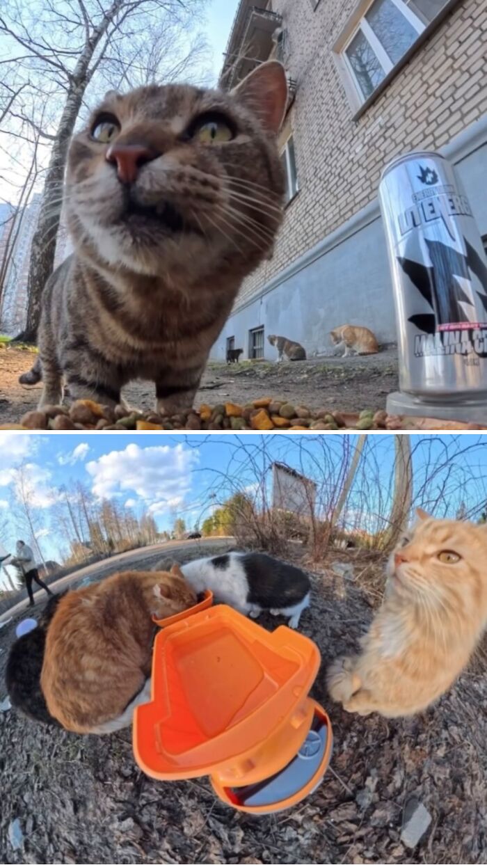 This Account Shares Stray Animals Getting Their Meals Delivered By Remote Control Car And Drone (40 New Pics) This Account Shares Stray Animals Getting Their Meals Delivered By Remote Control Car And Drone (40 New Pics)