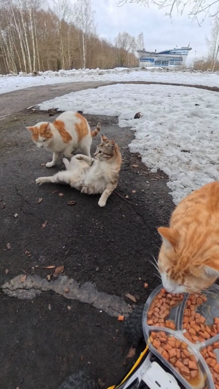 This Account Shares Stray Animals Getting Their Meals Delivered By Remote Control Car And Drone (40 New Pics) This Account Shares Stray Animals Getting Their Meals Delivered By Remote Control Car And Drone (40 New Pics)