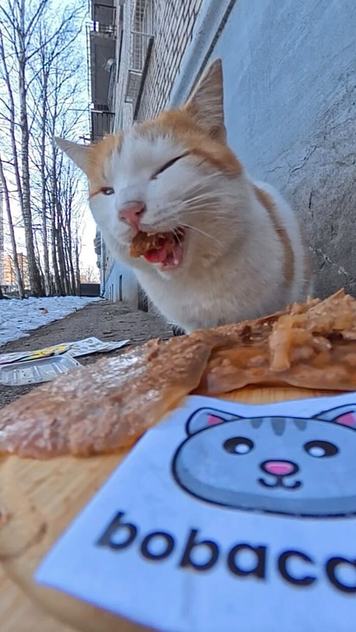 This Account Shares Stray Animals Getting Their Meals Delivered By Remote Control Car And Drone (40 New Pics) This Account Shares Stray Animals Getting Their Meals Delivered By Remote Control Car And Drone (40 New Pics)