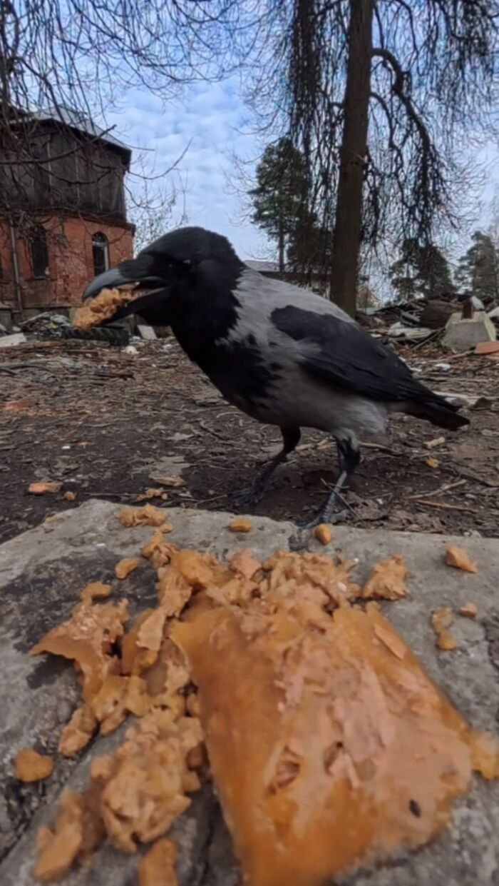 This Account Shares Stray Animals Getting Their Meals Delivered By Remote Control Car And Drone (40 New Pics) This Account Shares Stray Animals Getting Their Meals Delivered By Remote Control Car And Drone (40 New Pics)