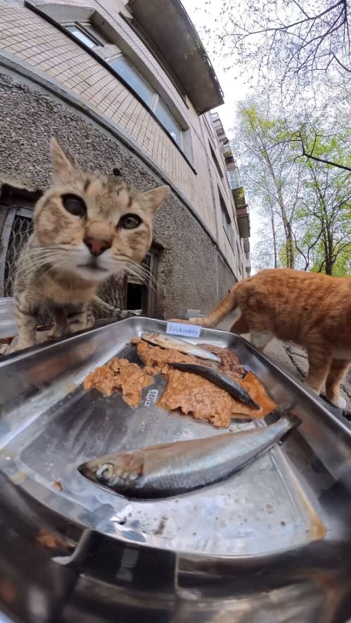 This Account Shares Stray Animals Getting Their Meals Delivered By Remote Control Car And Drone (40 New Pics) This Account Shares Stray Animals Getting Their Meals Delivered By Remote Control Car And Drone (40 New Pics)