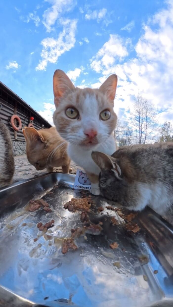 This Account Shares Stray Animals Getting Their Meals Delivered By Remote Control Car And Drone (40 New Pics) This Account Shares Stray Animals Getting Their Meals Delivered By Remote Control Car And Drone (40 New Pics)