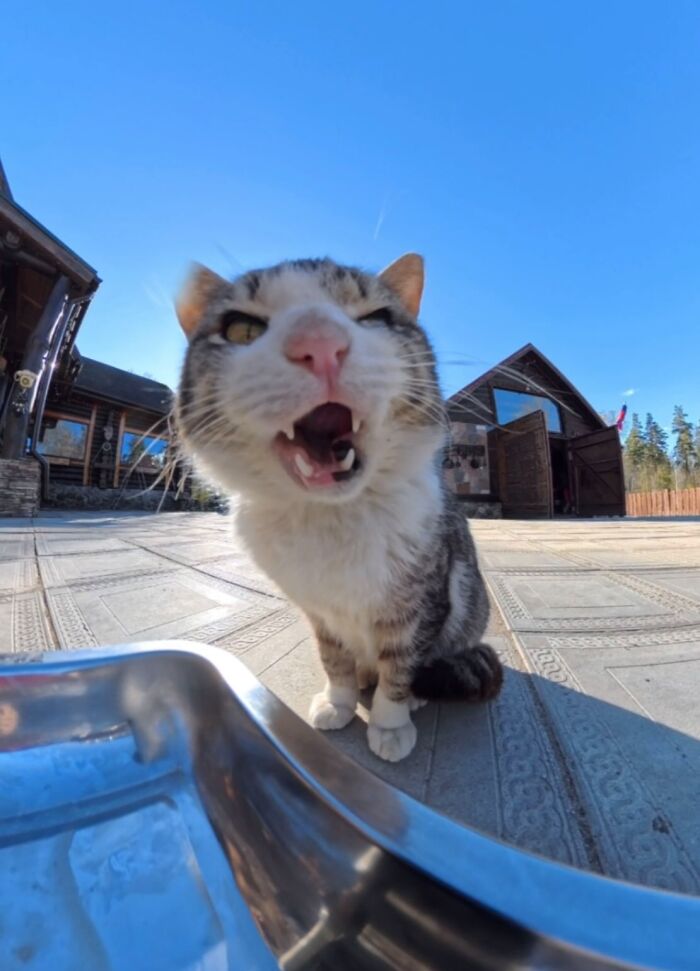 This Account Shares Stray Animals Getting Their Meals Delivered By Remote Control Car And Drone (40 New Pics) This Account Shares Stray Animals Getting Their Meals Delivered By Remote Control Car And Drone (40 New Pics)