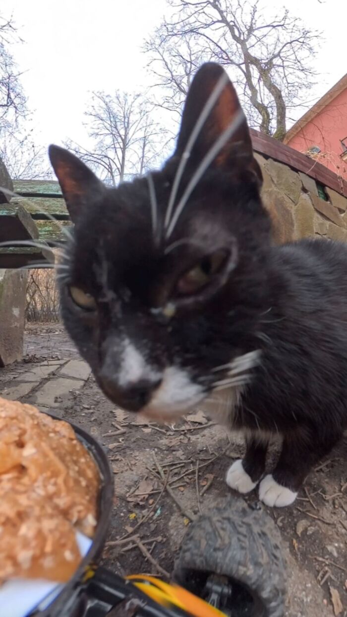 This Account Shares Stray Animals Getting Their Meals Delivered By Remote Control Car And Drone (40 New Pics) This Account Shares Stray Animals Getting Their Meals Delivered By Remote Control Car And Drone (40 New Pics)