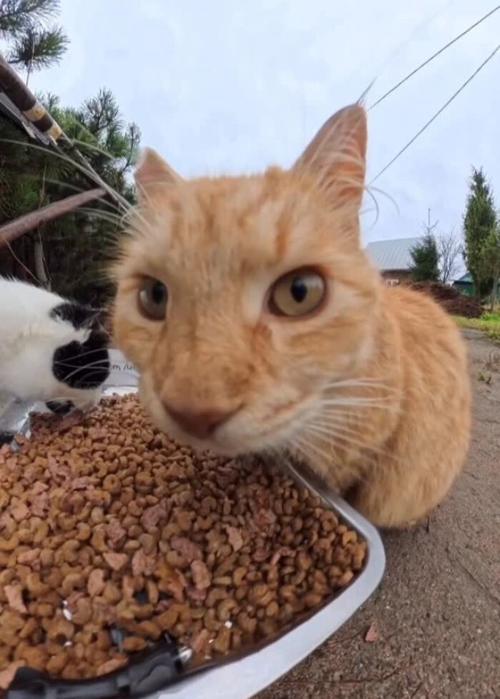 This Account Shares Stray Animals Getting Their Meals Delivered By Remote Control Car And Drone (40 New Pics) This Account Shares Stray Animals Getting Their Meals Delivered By Remote Control Car And Drone (40 New Pics)