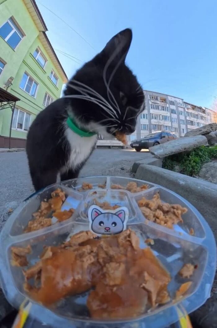 This Account Shares Stray Animals Getting Their Meals Delivered By Remote Control Car And Drone (40 New Pics) This Account Shares Stray Animals Getting Their Meals Delivered By Remote Control Car And Drone (40 New Pics)