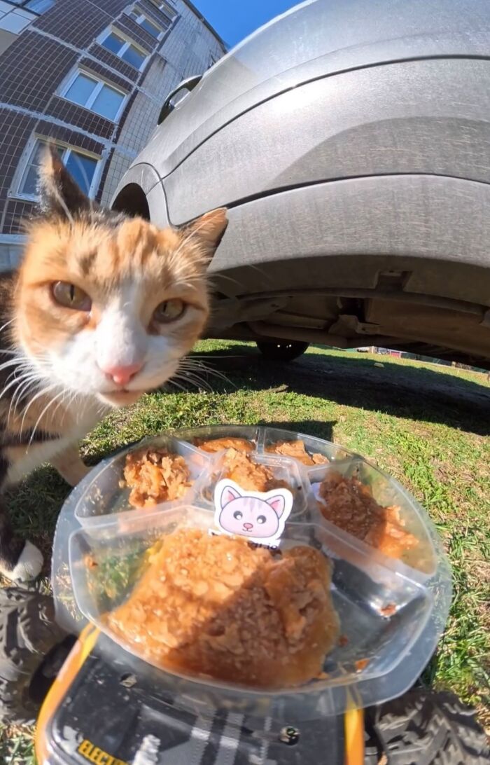This Account Shares Stray Animals Getting Their Meals Delivered By Remote Control Car And Drone (40 New Pics) This Account Shares Stray Animals Getting Their Meals Delivered By Remote Control Car And Drone (40 New Pics)
